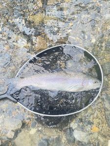Rainbow Trout