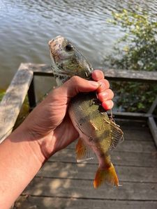 European Perch
