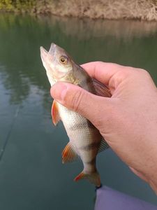 European Perch