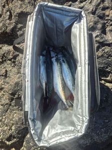 Mackerel