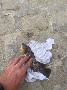 Ballan Wrasse