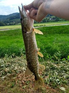 Northern Pike