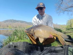 Mirror Carp