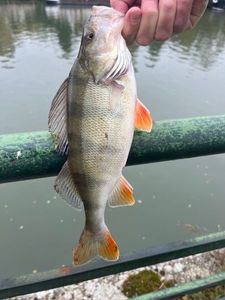 European Perch