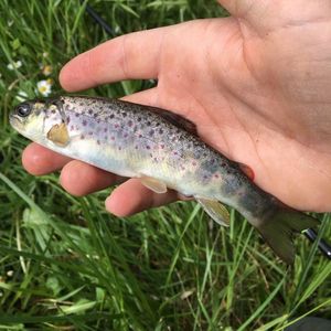 Brown Trout