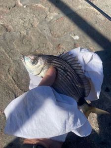 White Seabream