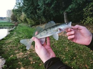 Zander