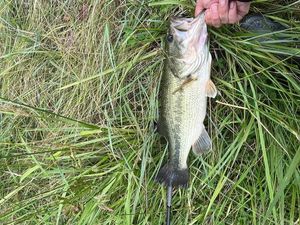 Largemouth Bass