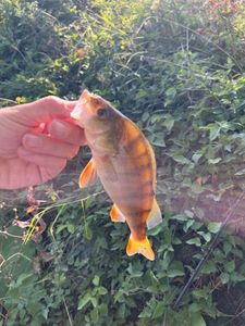 European Perch