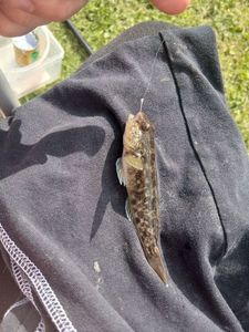 Round Goby