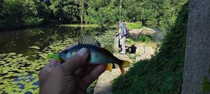 European Perch