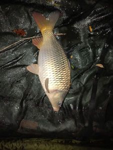 Common Carp