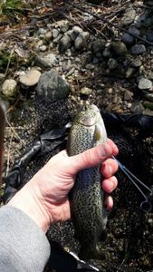 Rainbow Trout