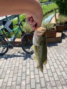 Smallmouth Bass