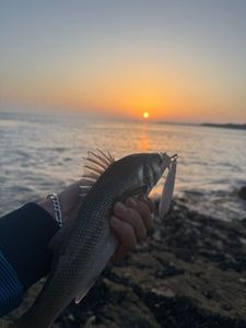 European Bass (Seabass)