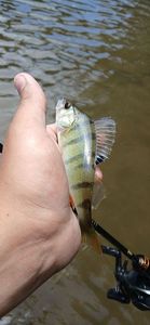 European Perch