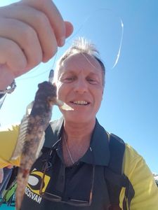 Giant Goby