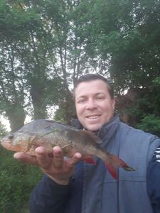 European Perch
