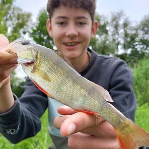 European Perch