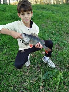 White Perch