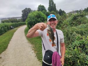 European Perch