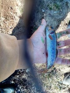 Rainbow Trout