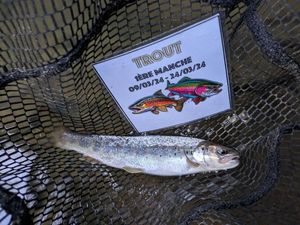 Brown Trout