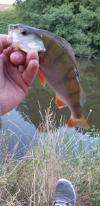 European Perch