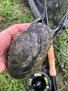 Blue Mussel