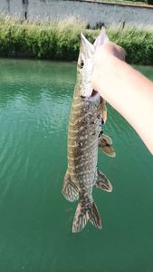 Northern Pike