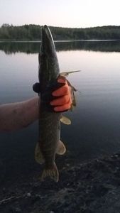 Northern Pike