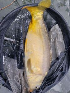 Mirror Carp