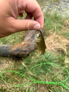 Roach