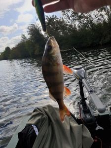 European Perch