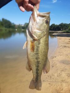 Largemouth Bass