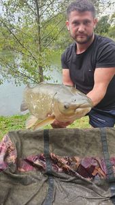 Grass Carp