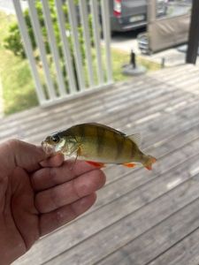 Yellow Perch