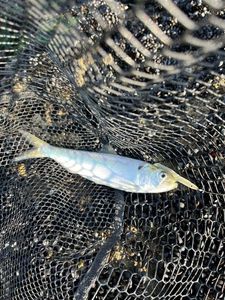 Atlantic Herring