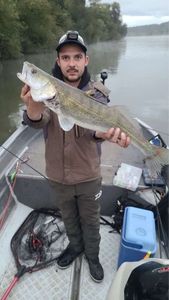 Zander