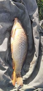 Common Carp