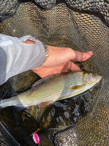 Grayling