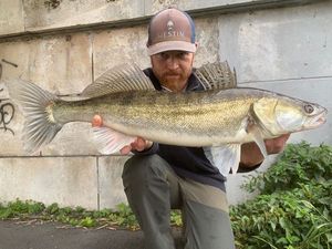 Zander