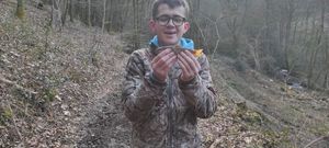 Brown Trout