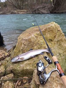 Rainbow Trout