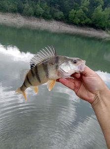 European Perch