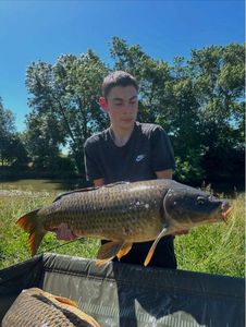 Common Carp