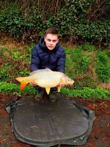 Common Carp