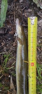 European Eel (Common Eel)