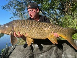Common Carp