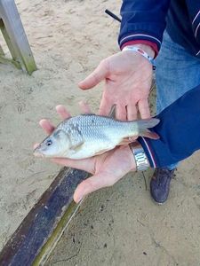 Common Carp